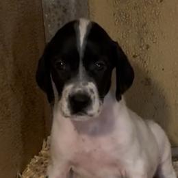 One girl - Black and white female German Shorthaired Pointer puppy in New Bedford, Massachusetts from Foot Hunter Kennel
