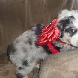 Toy Australian Shepherds from Butte-E-Ful aussies