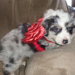 Toy Australian Shepherds from Butte-E-Ful aussies