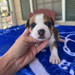 Sorcha - Red female American Staffordshire Terrier puppy in Marietta, Georgia from Ambition Amstaffs