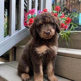 Buoy - Phantom male Goldendoodle puppy in Charlotte, North Carolina from Hopeful Heart Doodles