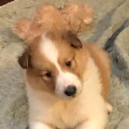 Collies from Whites Collies