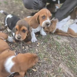 Basset Hound Puppies from Walkers Catuna Bassett Hounds