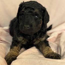 Cordell - Phantom female Bernedoodle puppy in Longmont, Colorado from Colorado Miniature Bernedoodle Puppies