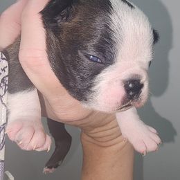 Companion Cross and French Bulldog Puppies from Legends Frenchton's, French Bulldogs & French Bullhuahua's