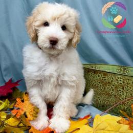 Tater - Caramel cream male Labradoodle puppy in Bowman, Georgia from Companion Creek Farm