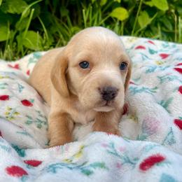 Sunny - Cream male Dachshund puppy in Vevay, Indiana from Works Farm Dachshunds