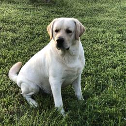 Panga - Labrador Retriever