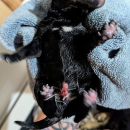 TBD - Black and tan male Lapponian Herder puppy in Prattsburgh, New York from Maalattu Koirankoppi Lapponian Herders