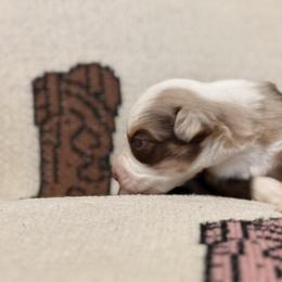 Miniature Australian Shepherd Puppies from B&B Little Aussie Gems