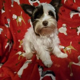 Girl 1 - Chocolate, tan and white Yorkshire Terrier puppy in Marble Hill, Missouri from LeGrands Parti Pups