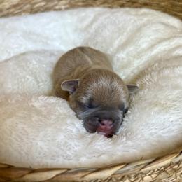 Dakota - Blue fawn female French Bulldog puppy in Conroe, Texas from The Frenchie Farm