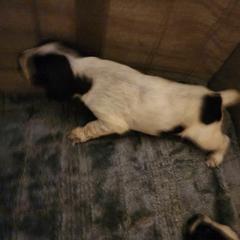 Girl 3 - Liver and white German Wirehaired Pointer puppy in Wellston, Ohio from Blue Line GWPs