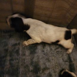 Girl 3 - Liver and white German Wirehaired Pointer puppy in Wellston, Ohio from Blue Line GWPs