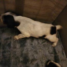Girl 3 - Liver and white German Wirehaired Pointer puppy in Wellston, Ohio from Blue Line GWPs