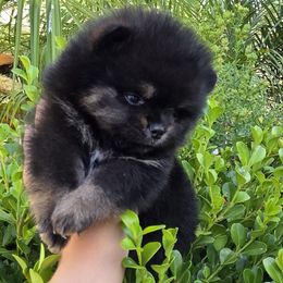 Pomeranian Puppies from Legacy Poms OC