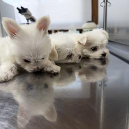 Maltese Puppies from Ayres to Heirs Puppy Co.