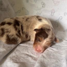 Dorothy - Red merle female Australian Shepherd puppy in Morrow, Ohio from OakHaven Acres Aussies