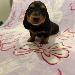 Jack - Black and tan male Dachshund puppy in Choctaw, Oklahoma from Danica’s Dachshunds