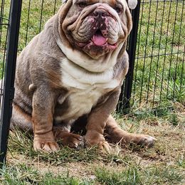Bulldog Puppies from Wiggle Butts Bulldogs