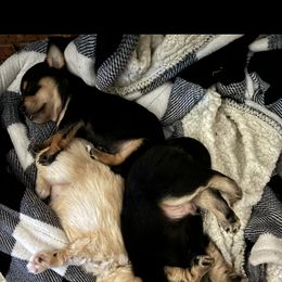 Chihuahua Puppies from Van Ausdoll Kennels