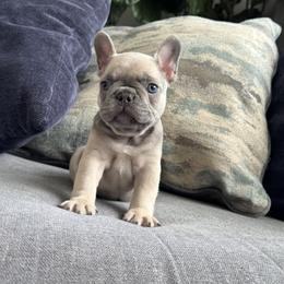 Girl 1 - Blue fawn female French Bulldog puppy in Bolingbrook, Illinois from Yara the Frenchie