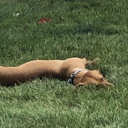 Vizslas from Shepherd Family Vizslas