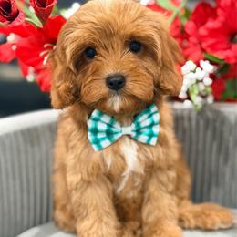 Kobe - Red male Cavapoo puppy in Apple Valley, California from Fletcher Fuzzy Friends