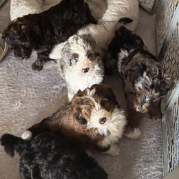 Bernedoodle, Cockapoo, and Goldendoodle Puppies from Avery Doodle Day LLC