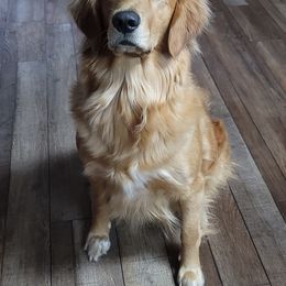 Shelby - Golden Retriever