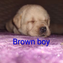 Brown collar boy - Yellow male Labrador Retriever puppy in Nacogdoches, Texas from Westlane Dogs