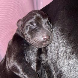 Sinatra - Black and rust male Doberman Pinscher puppy in Brookfield, Wisconsin from Haus of Hound