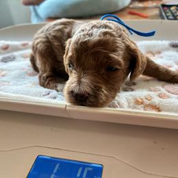 Eeyor - Buff and white male Cockapoo puppy in Adrian, Oregon from ApplebyFarm