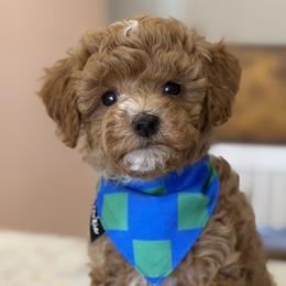 Cavapoos, Goldendoodles, Maltipoos, and Poodles from Precious Paws Ranch