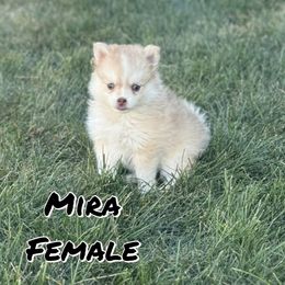 Mira - Red and white female Pomsky puppy in Clarkston, Utah from Red Rock Ranch Breeders