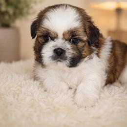 ORION - Brindle and white male Shih Tzu puppy in Los Banos And Bay Area, California from Shantii's Shih Tzu's