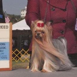 Yorkshire Terriers from Star Shine Yorkies