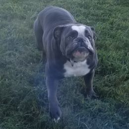 Bulldogs and French Bulldogs from Kingsman Bullies