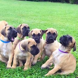 Great Danes from Vegas Danes