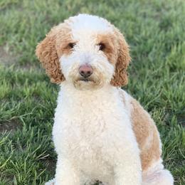 Indi - Goldendoodle