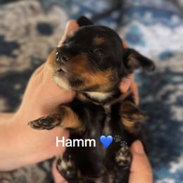 Hamm - Black and tan male Dachshund puppy in Guthrie, Oklahoma from Kingdom Mini Dashchunds
