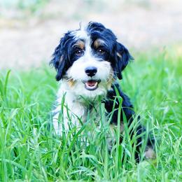 Gypsy - Bernedoodle