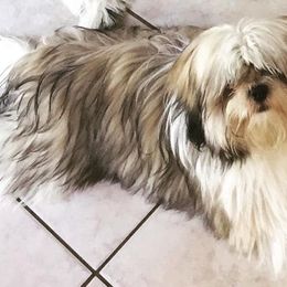 Shih Tzus from Amarilys ShihTzus