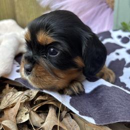 Polar Vortex - Black and tan male Cavalier King Charles Spaniel puppy in Ore City, Texas from Castle Grogan Cavaliers