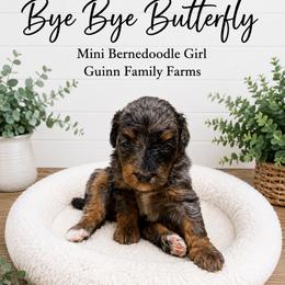 Bye Bye Butterfly - Merle female Bernedoodle puppy in Grove, Oklahoma from Guinn Family Farms