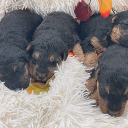 Airedale Terrier, Lakeland Terrier, and Welsh Terrier Puppies from Anne's Pups