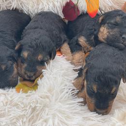 Airedale Terrier, Lakeland Terrier, and Welsh Terrier Puppies from Anne's Pups