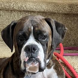 Daisy - Boxer