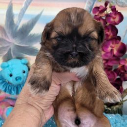 Gabbie Boy 4 - Brindle male Shih Tzu puppy in Buda, Texas from Vickie's Shih Tzus