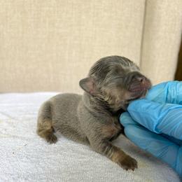 Purple Boy - Black and tan male French Bulldog puppy in Dawsonville, Georgia from Baros Kennel